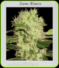 Dama Blanca - BlimBurn Seeds