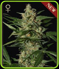 Damnesia Autoflowering - Strain Hunters