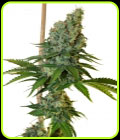 Dampkring Classics - Congo Haze - Kiwi Seeds