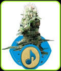 Dance World - Royal Queen Seeds