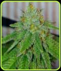 Dank Cherry Heads - Dank Genetics