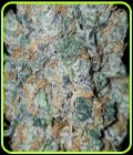 Dank Sauce - Dank Genetics