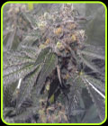 Dank Sherbert - Dank Genetics