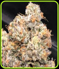 Dankalato - Dank Genetics