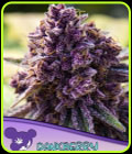 Dankberry - Anesia Seeds