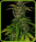 Danky Doodle aka Double D - KC Brains