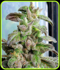Dark Coffee - Holy Smoke Seeds