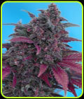 Dark Devil Auto - Sweet Seeds