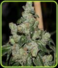 Dark Energy - Pot Valley Seeds