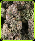 Dark GhostTrain - Rare Dankness Seeds