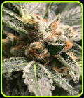 Dark Kush Auto - R-Kiem Seeds