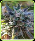 Dark Night - KDS Seeds