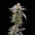 Dark Saber - Rare Dankness Seeds