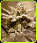 SALE - Dark Shadow Haze - Rare Dankness Seeds - Rare Dankness Seeds