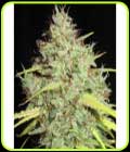Darkside Cheese - Ultra Genetics
