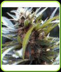 Dator - Good House Seeds