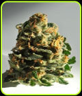 Dawg Brains - Delta 9 Labs Seeds