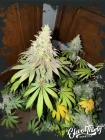 Dawg Fartz - ElevenThirty Genetics