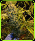 DawgStar Kush - TH Seeds