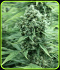 Dazy Jones - Devil's Harvest Seeds