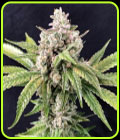Dead Cheese - R-Kiem Seeds