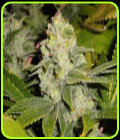 Dead Head OG - Cali Connection Seeds