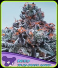 Deep Jealousy Auto - Anesia Seeds