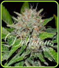 Deep Mandarine - Delicious Seeds