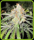Deep Neville - Medical Seeds