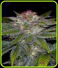 Deep Purple - Subcools The Dank