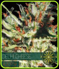 Gouda's Grass Auto - Vision Seeds