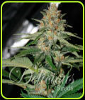 Delicious Candy - Delicious Seeds