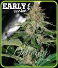 Delicious Candy F1 Fast Version - Delicious Seeds
