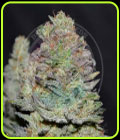 Delicious Cookies Auto - Delicious Seeds
