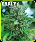 Delicious Cookies Early Version - Delicious Seeds