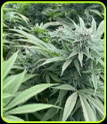 Delizie al Limone - Cali Connection Seeds