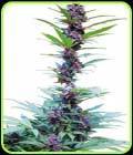 Deluxe Mix - Cannabiogen Seeds