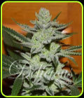 Unknown Kush - Delicious Seeds