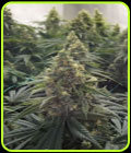 Desert Diesel - Humboldt Seed Organisation