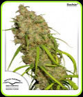 Desfran - Dutch Passion Seeds
