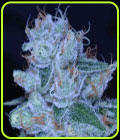 Designer OG - Archive Seeds