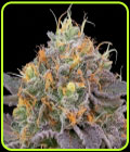 Designer Sherb - Grounded Genetics