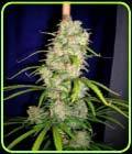 Destroyer - Cannabiogen Seeds