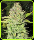 Devil Fruit - Medical Seeds