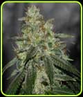 Di Frutti - Karma Genetics