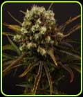 Diamante Citron Auto - Propaganja Seeds