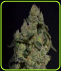 Diesel - CBD Seeds
