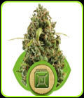SALE - Diesel Automatic - Royal Queen Seeds - Cannabis Seed Sale Items