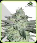 Diesel Berry - Auto Seeds