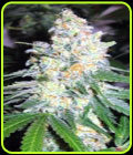 Diesel Berry Cough - Garden of Green